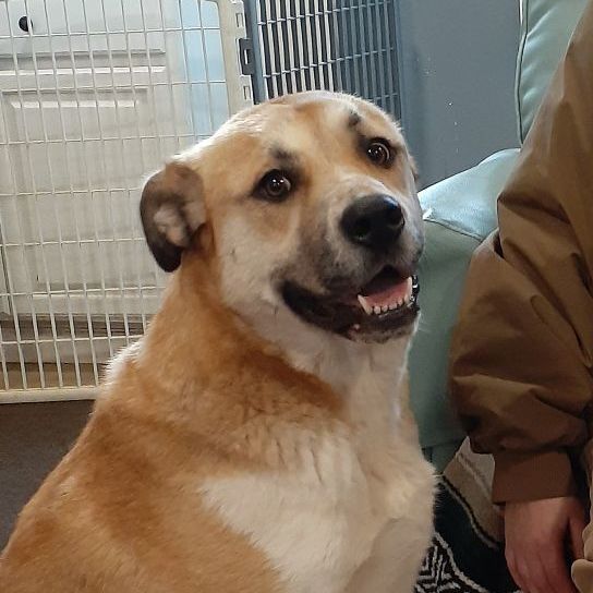 Gracie, a Adoptable mixed breed in Sequim, WA image 1/11