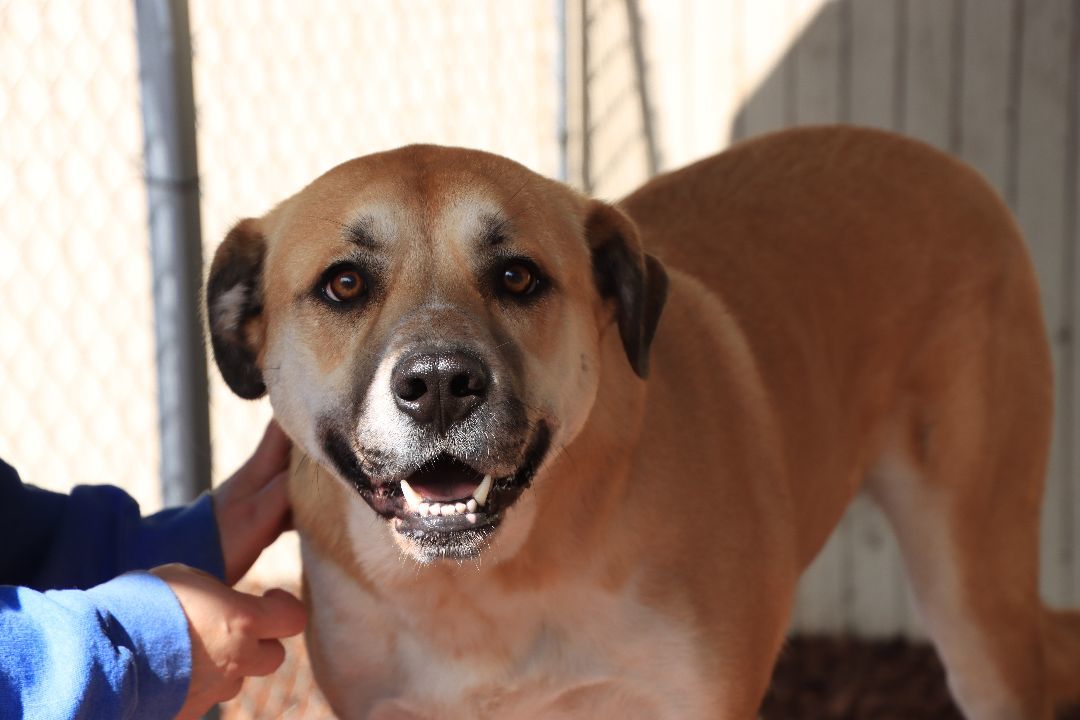 Enlarge Gracie, a Adoptable mixed breed in Sequim, WA image 11/11
