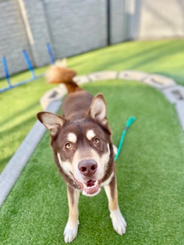 Uber, Adoptable, Young Male Siberian Husky.