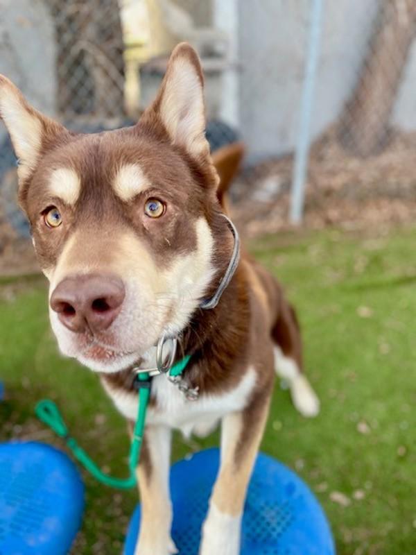 Uber, a Adoptable mixed breed in Salt Lake City, UT image 2/6