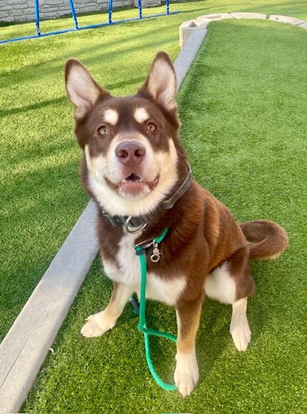 Uber, a Adoptable mixed breed in Salt Lake City, UT image 3/6