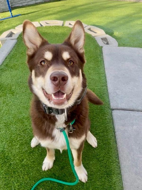 Uber, a Adoptable mixed breed in Salt Lake City, UT image 4/6