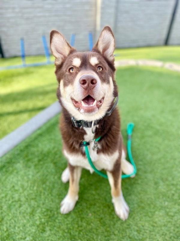 Uber, a Adoptable mixed breed in Salt Lake City, UT image 5/6