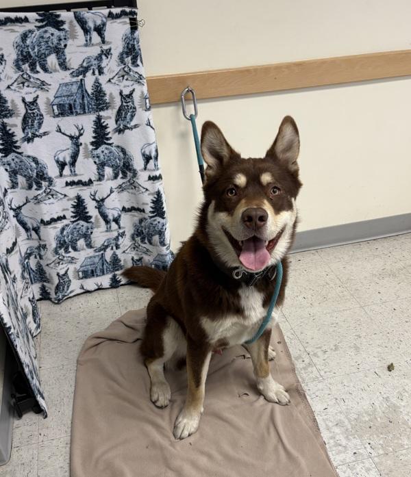 Uber, a Adoptable mixed breed in Salt Lake City, UT image 6/6