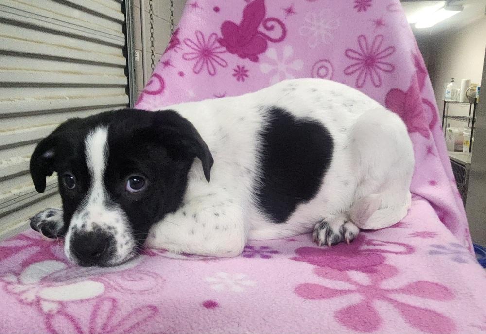 FRANCES, a Adoptable mixed breed in Lexington, TN image 2/2