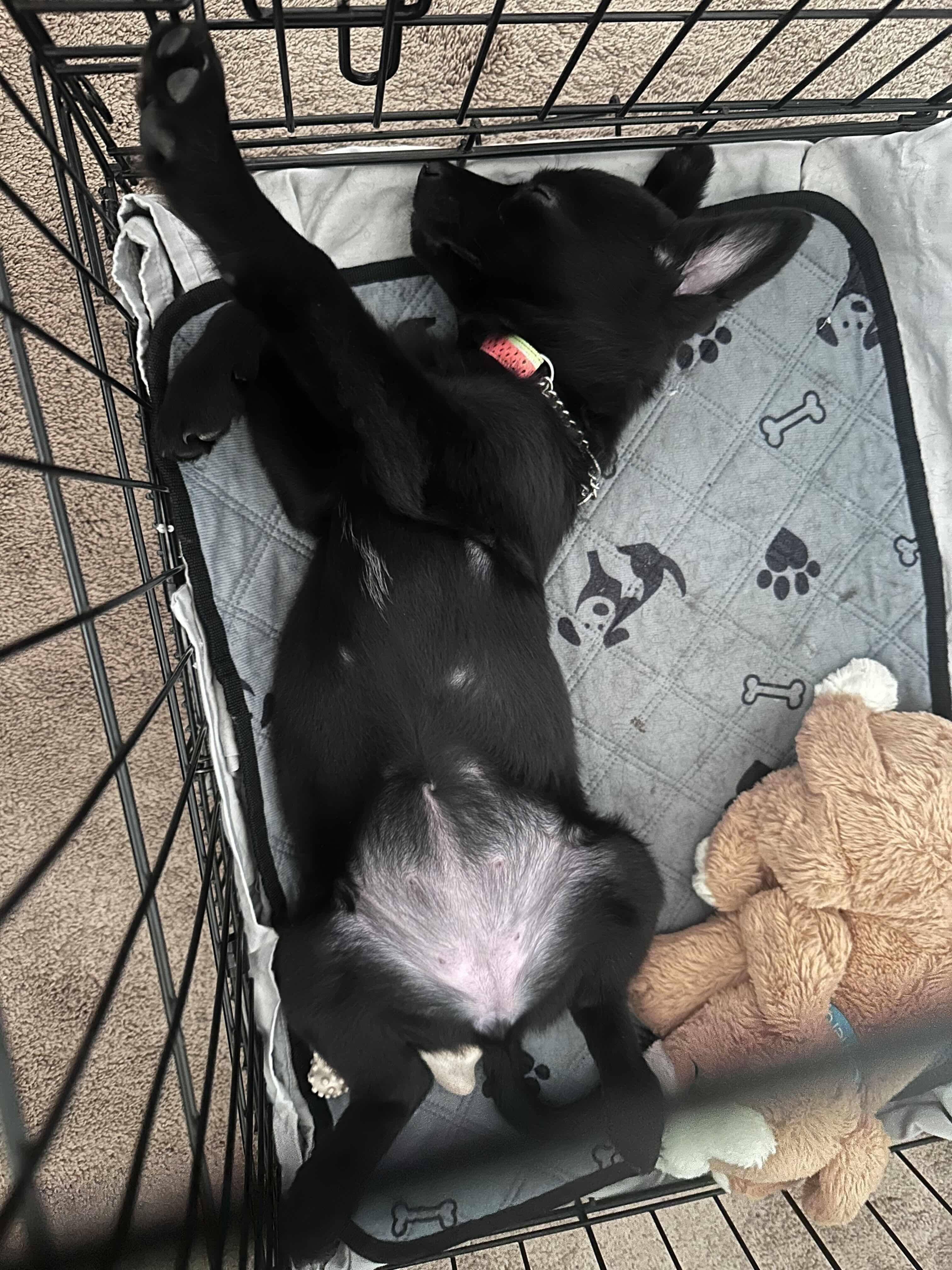 Bitty Cent, an adopted mixed breed in Oakville, ON image 6/6