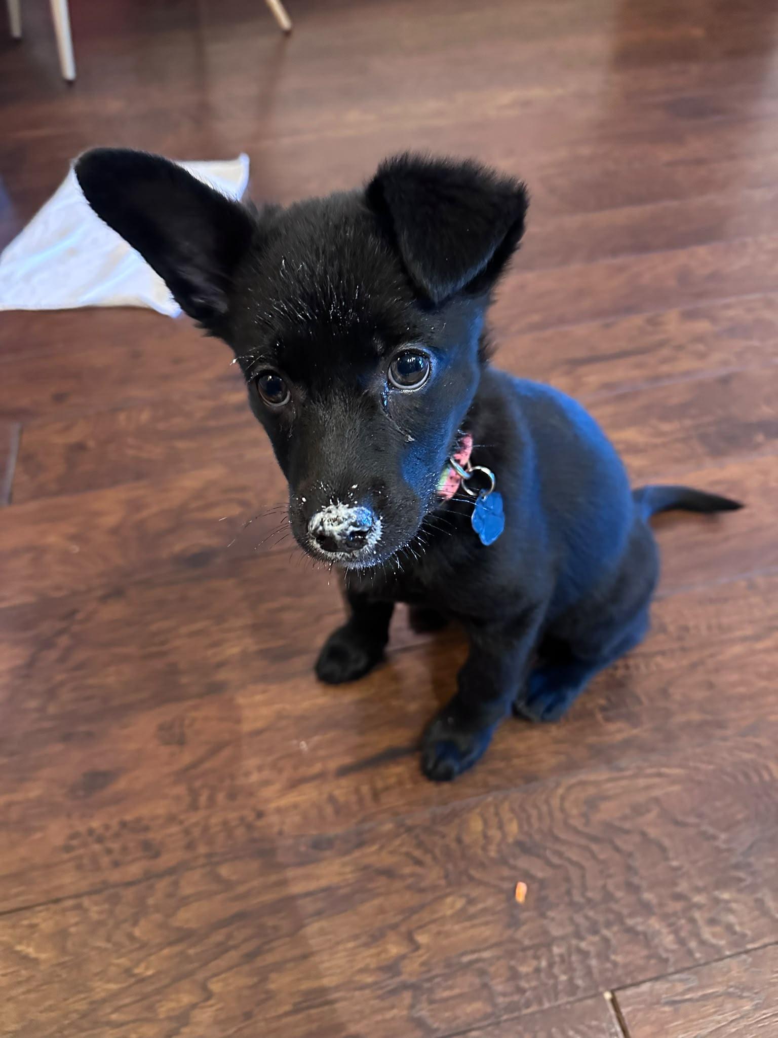 Bitty Cent, an adopted mixed breed in Oakville, ON image 4/6