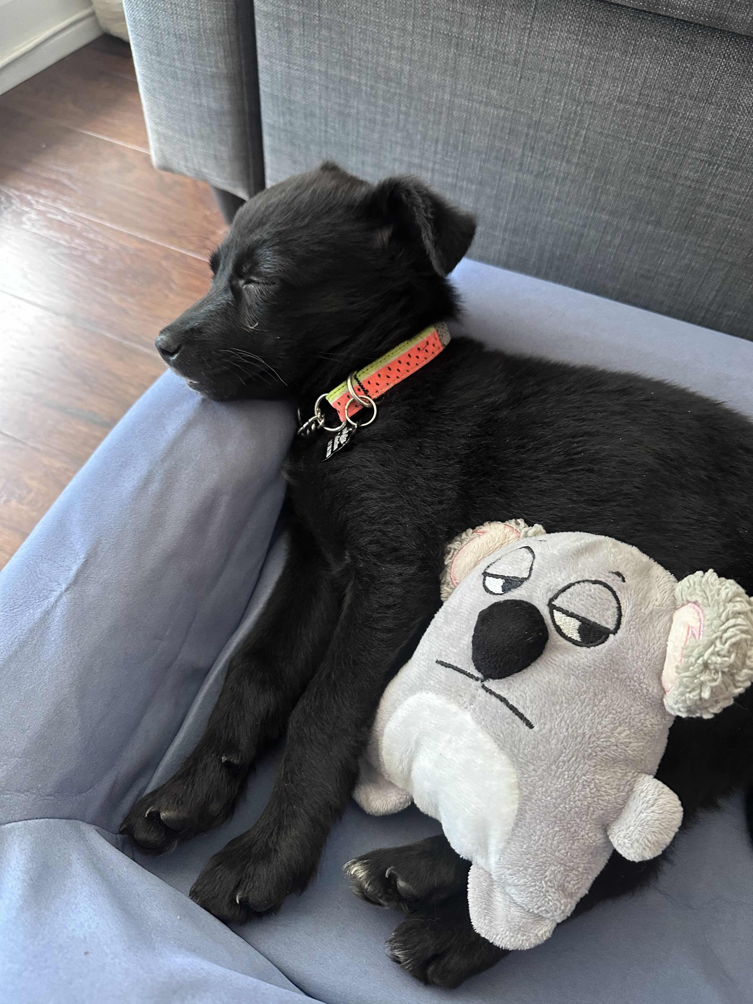 Bitty Cent, an adopted mixed breed in Oakville, ON image 3/6