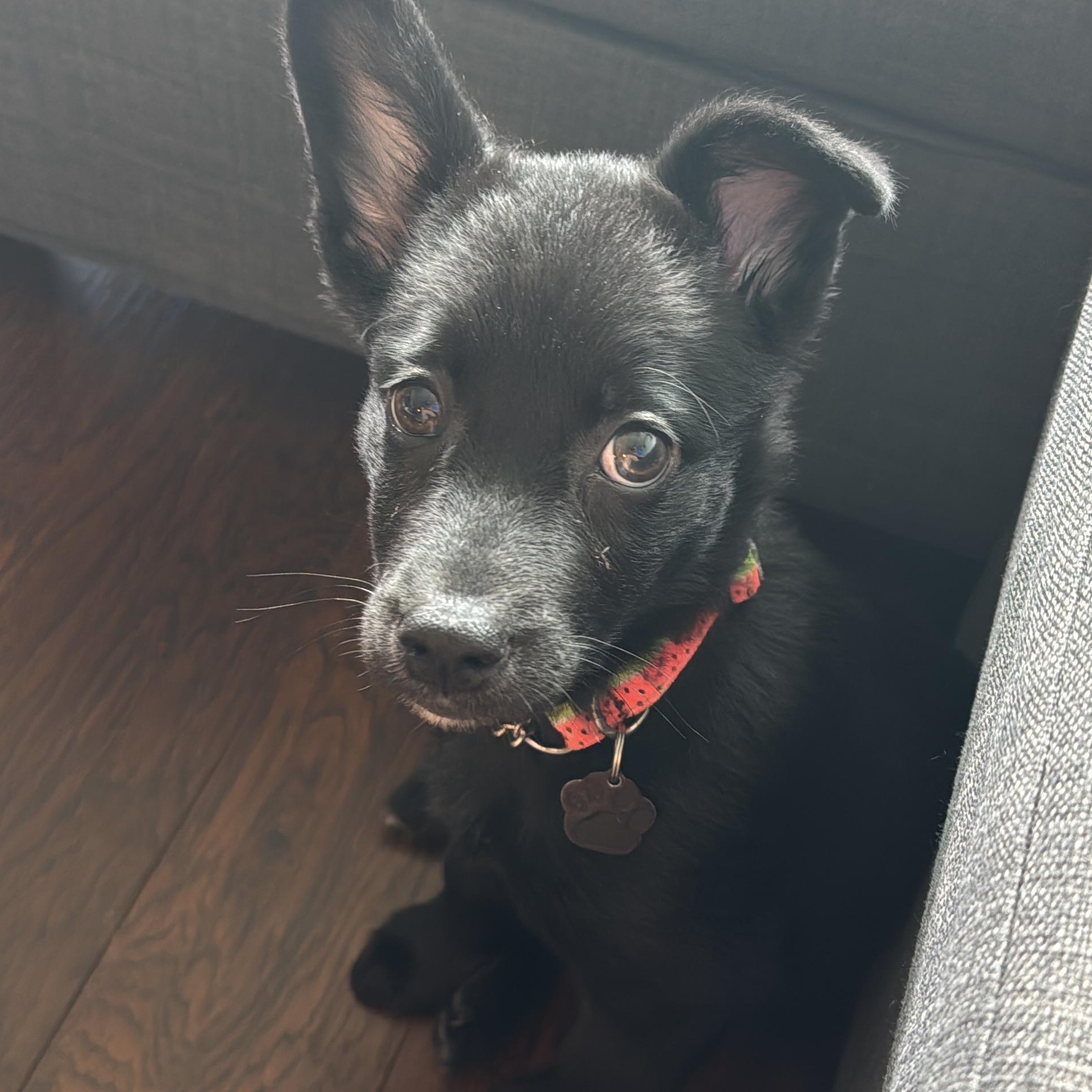 Bitty Cent, adopted, Puppy Female Black Labrador Retriever.