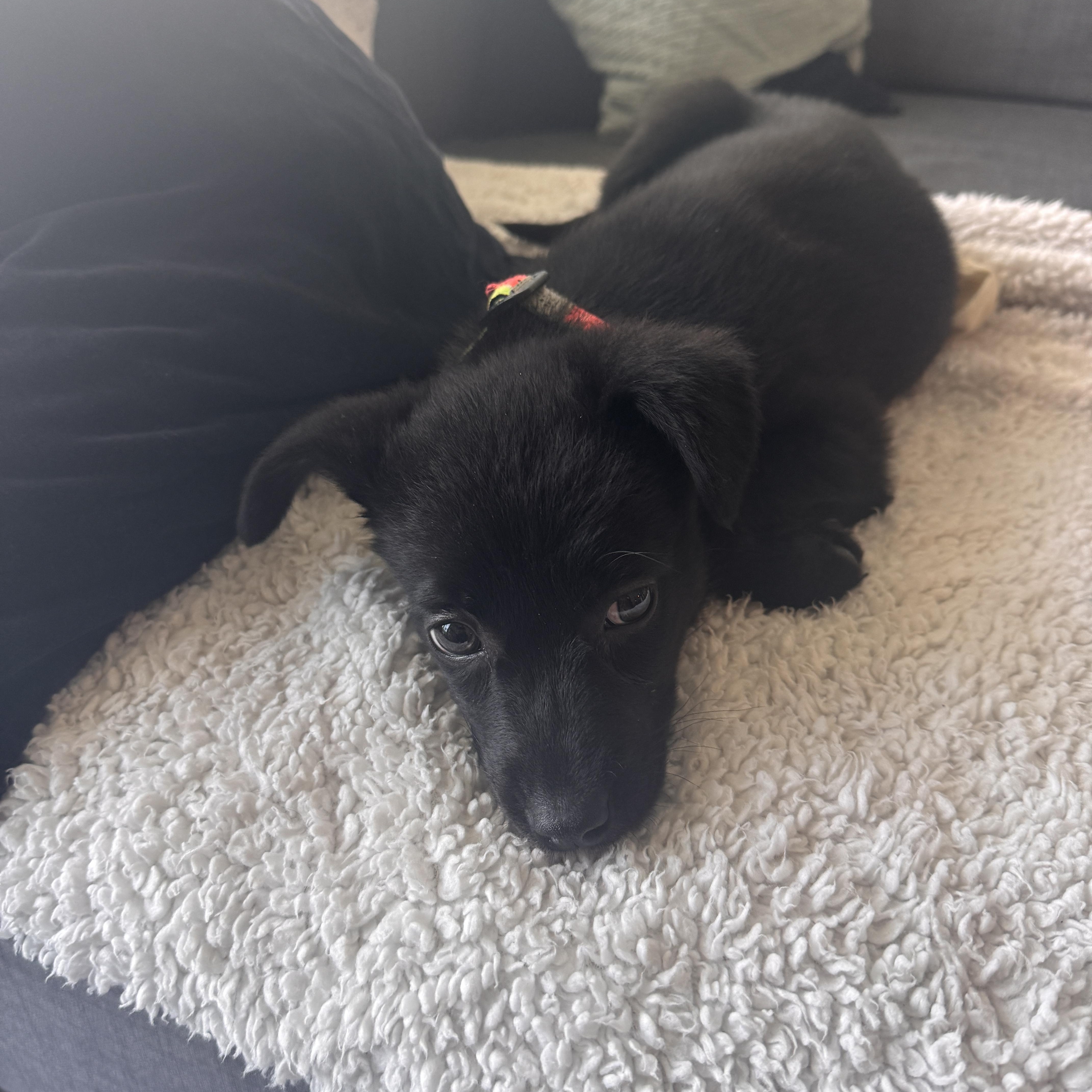 Bitty Cent, an adopted mixed breed in Oakville, ON image 2/6