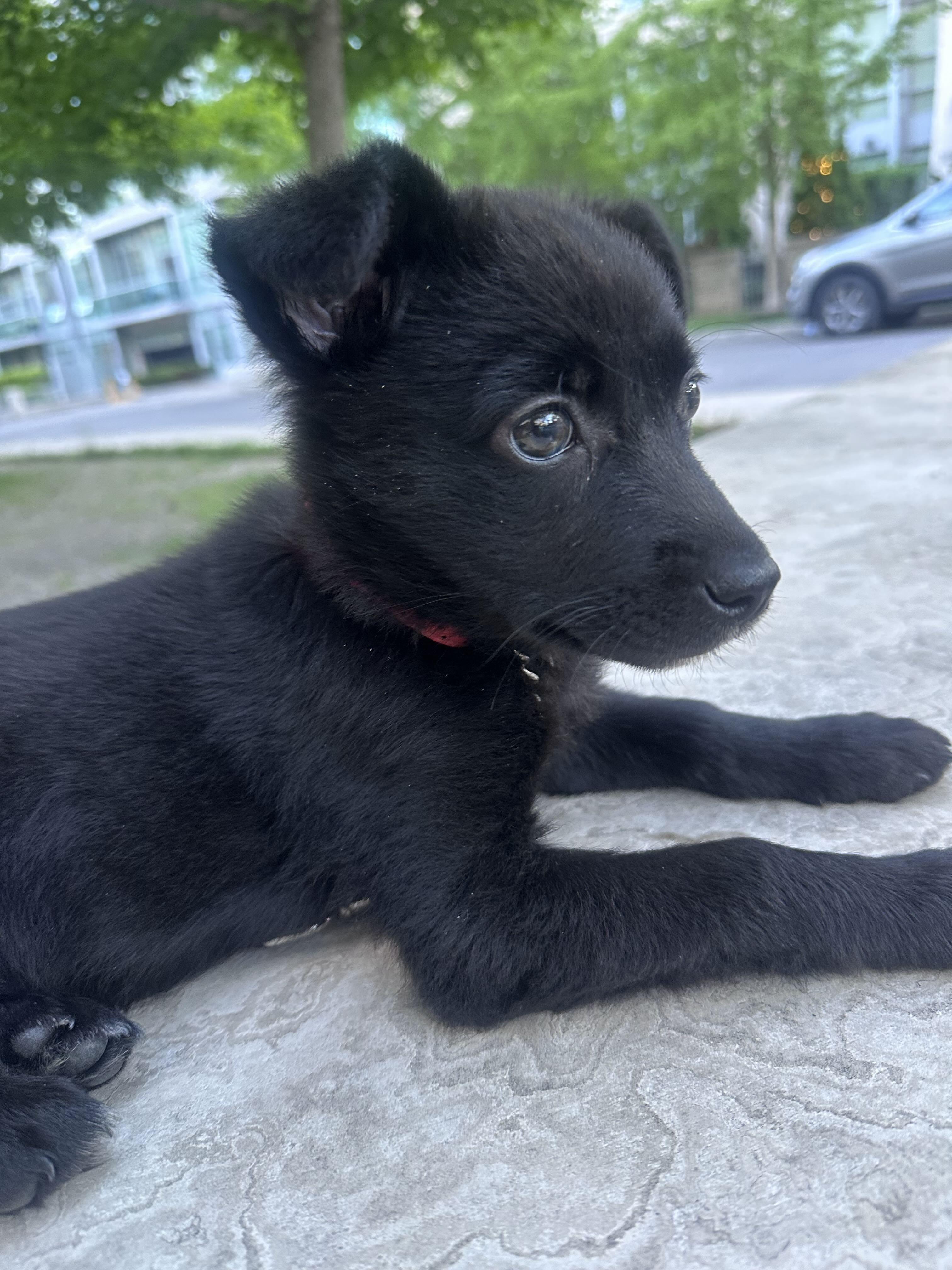 Bitty Cent, an adopted mixed breed in Oakville, ON image 5/6