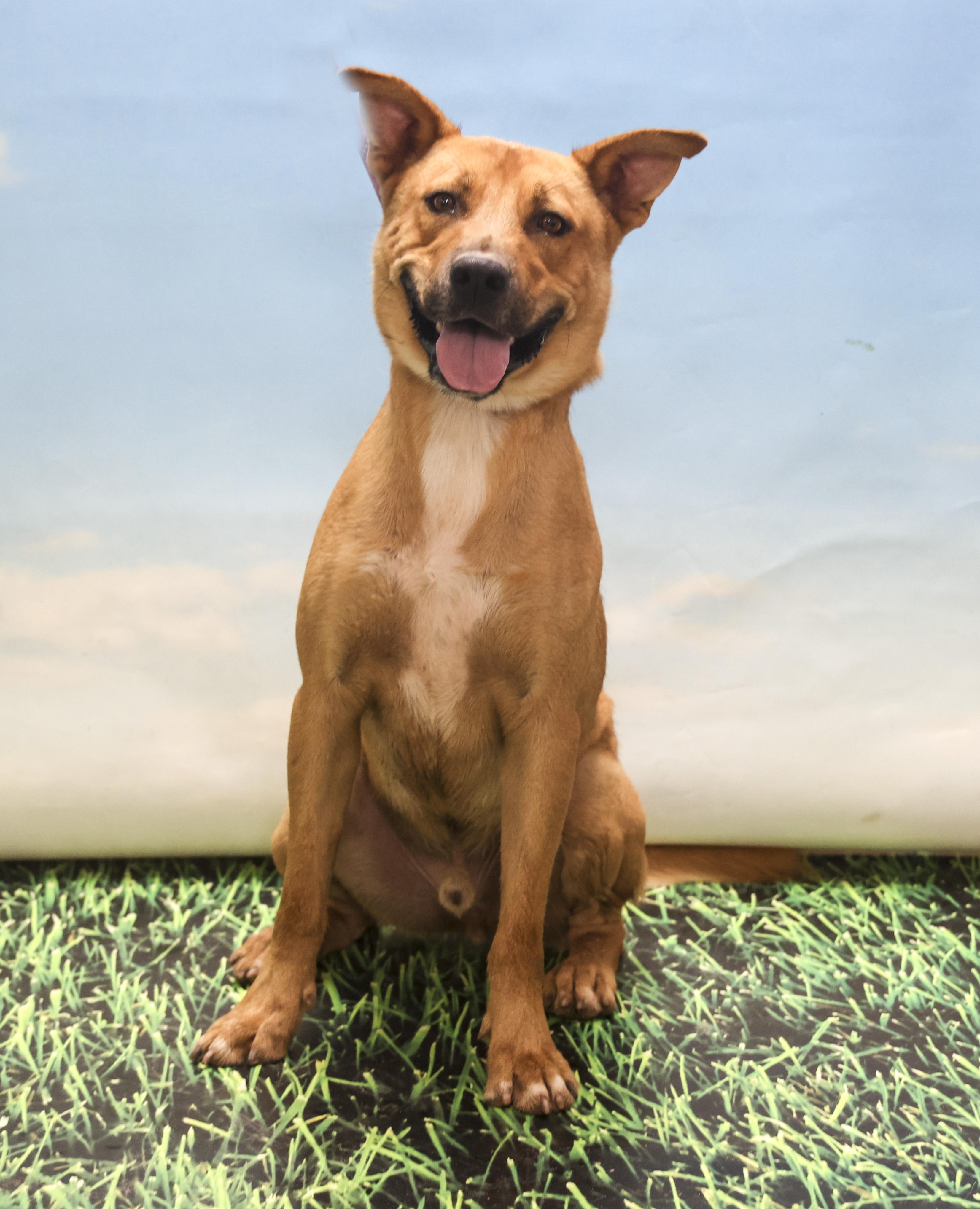 Enlarge Jinx, a Adoptable mixed breed in Casa Grande, AZ image 6/6