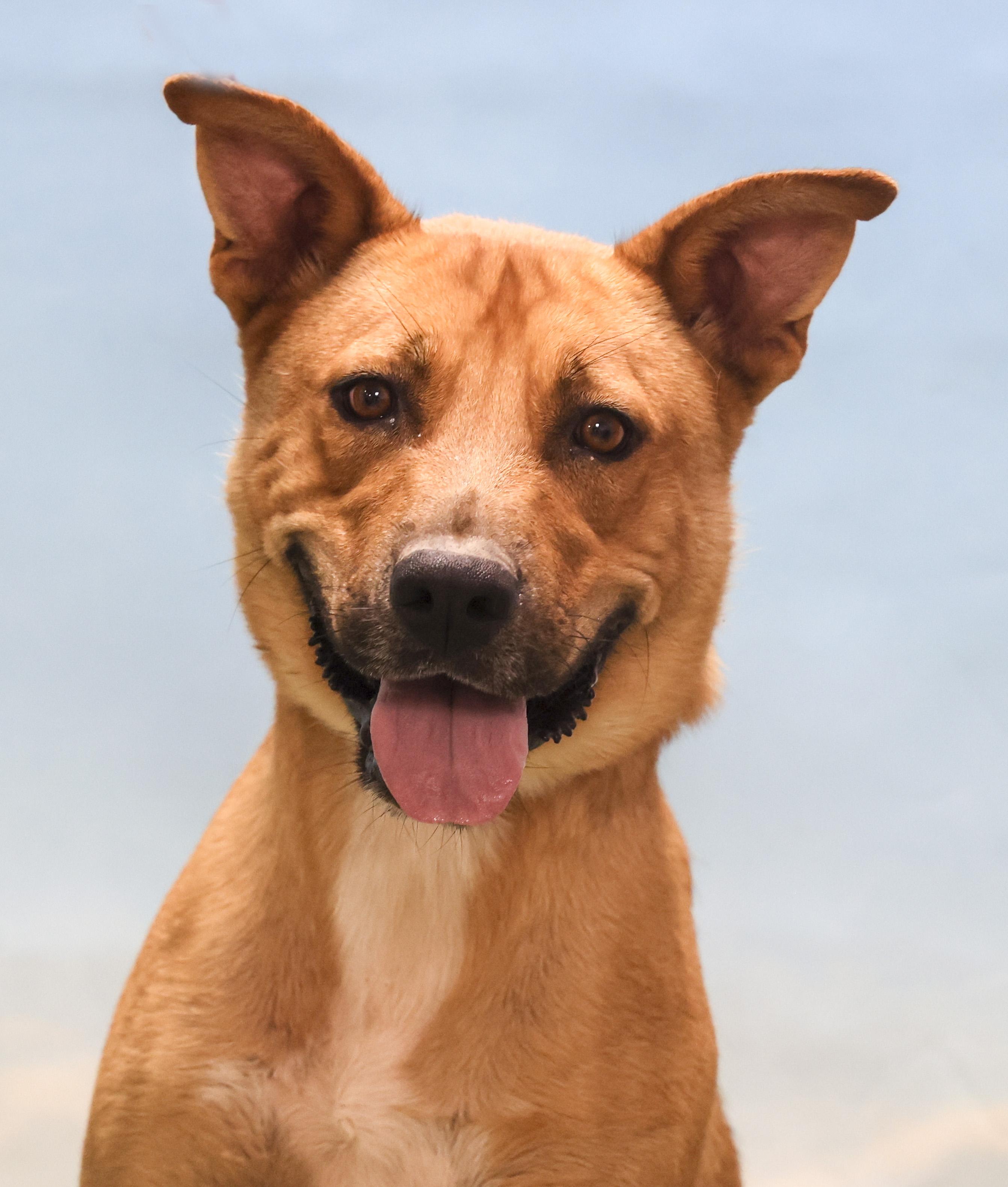Jinx, Adoptable, Young Male Shepherd & Mixed Breed.