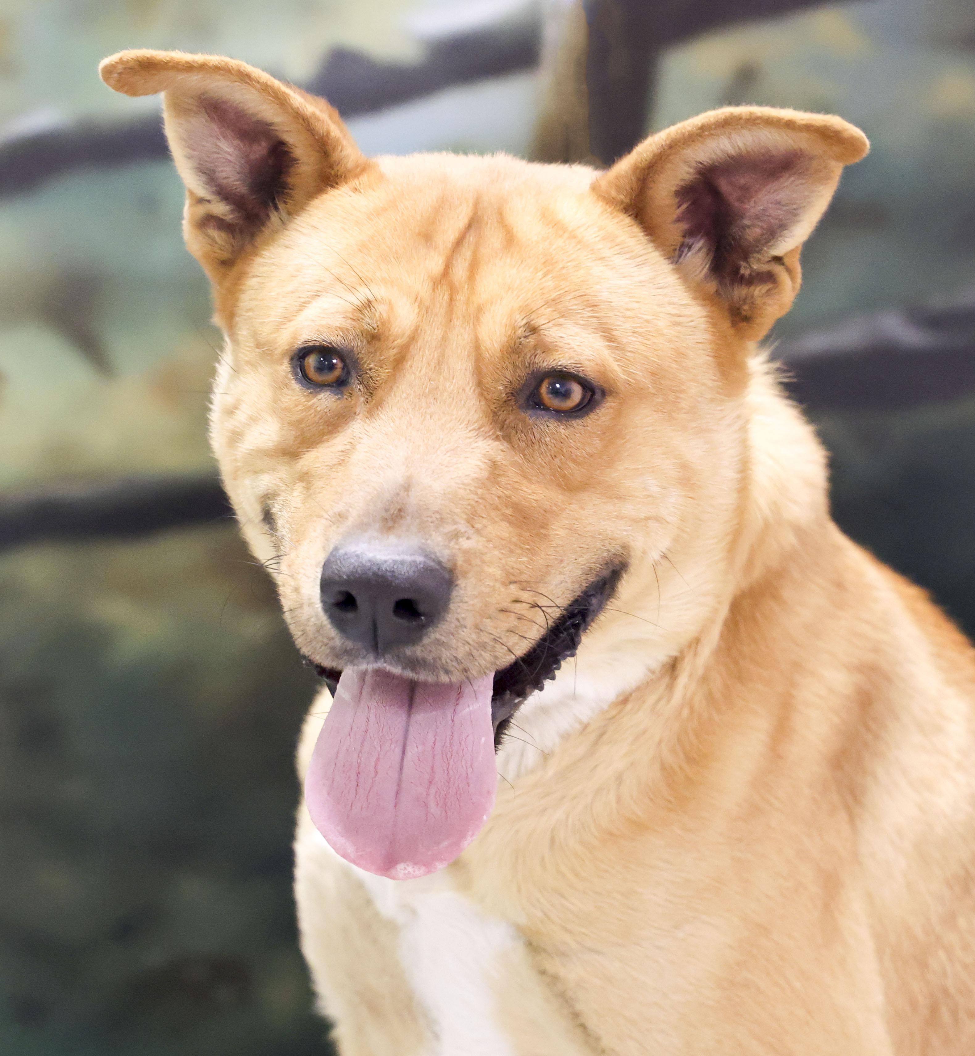 Jinx, a Adoptable mixed breed in Casa Grande, AZ image 4/4
