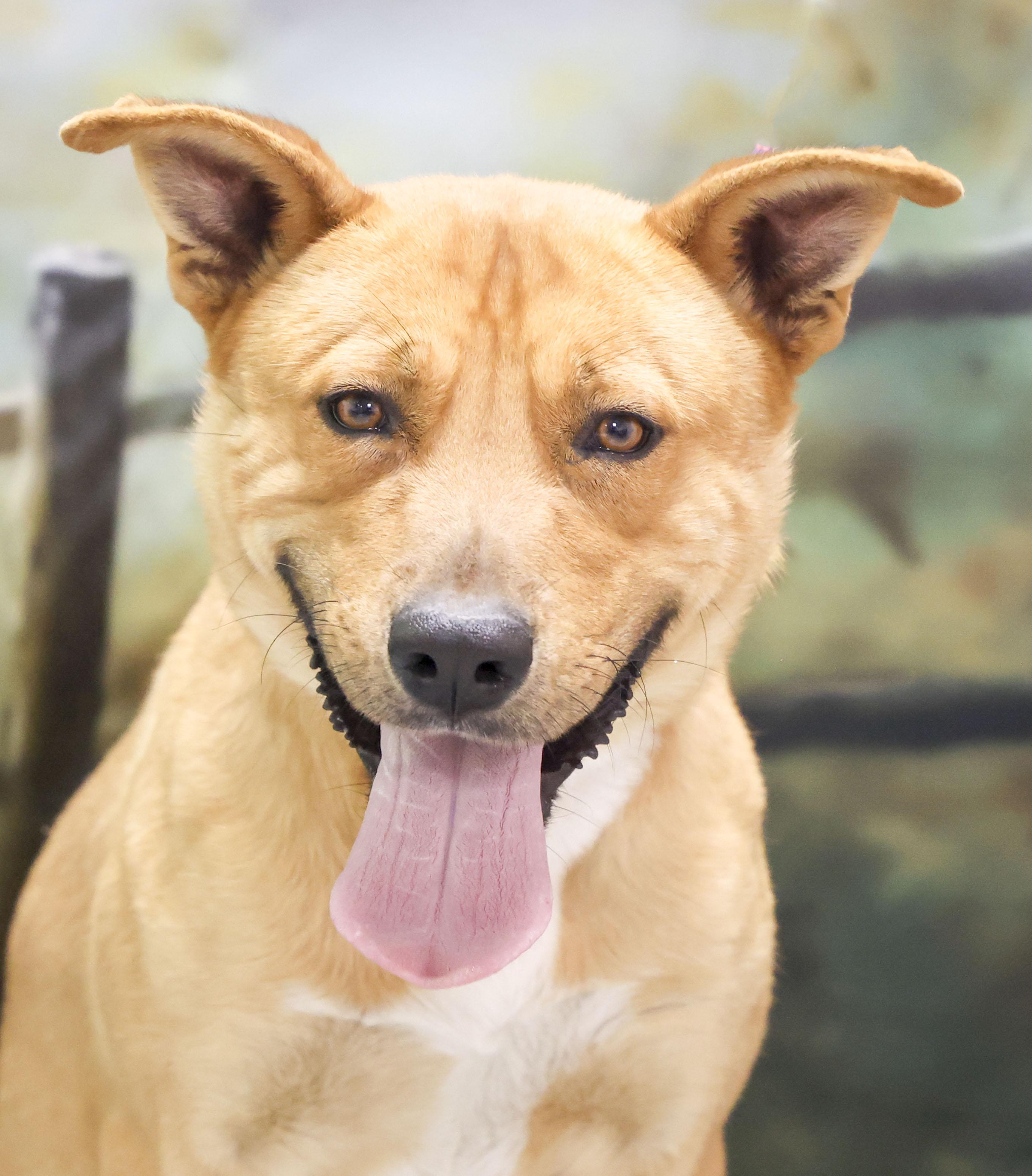 Jinx, Adoptable, Young Male Shepherd & Mixed Breed.