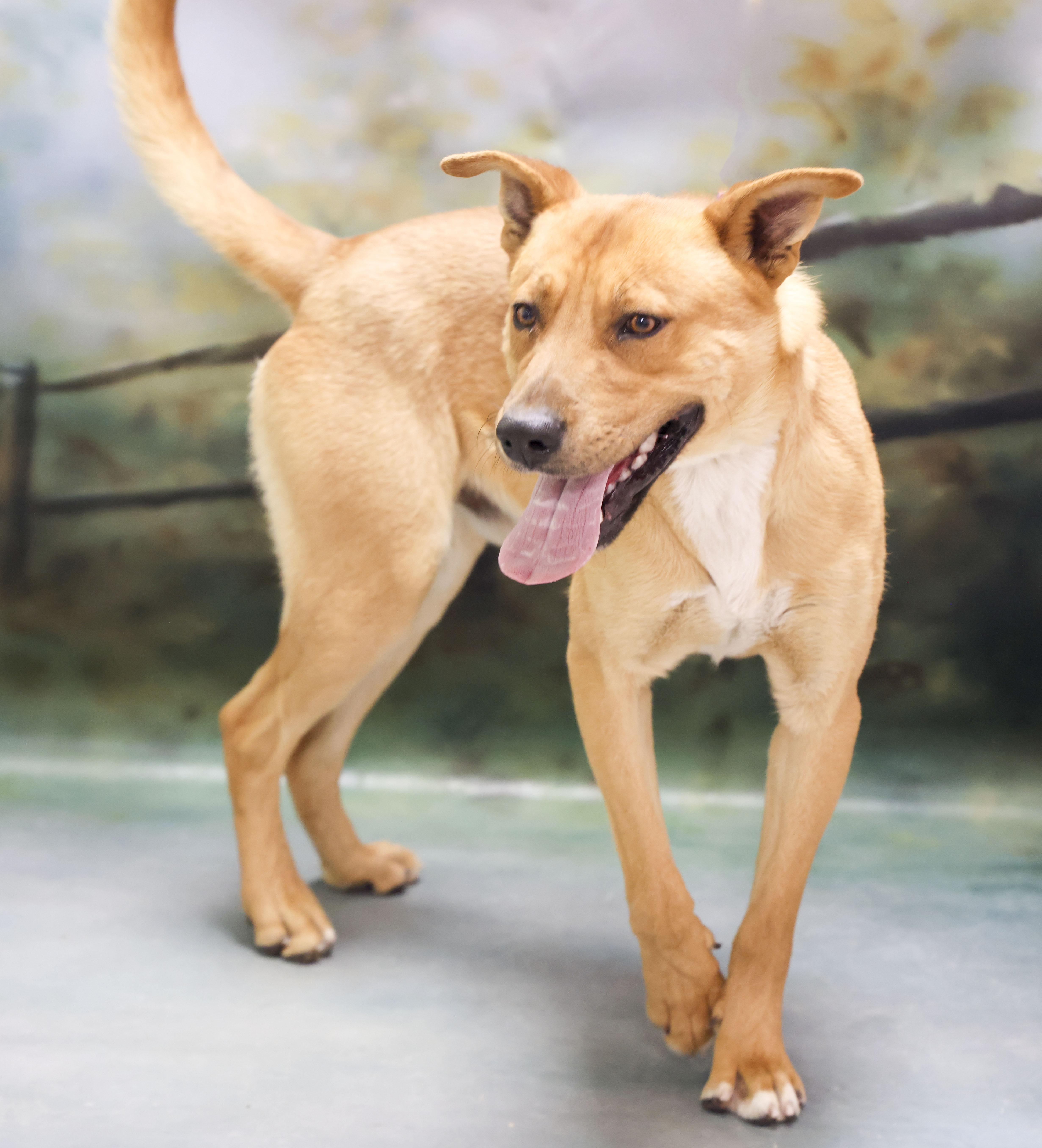 Jinx, a Adoptable mixed breed in Casa Grande, AZ image 2/4