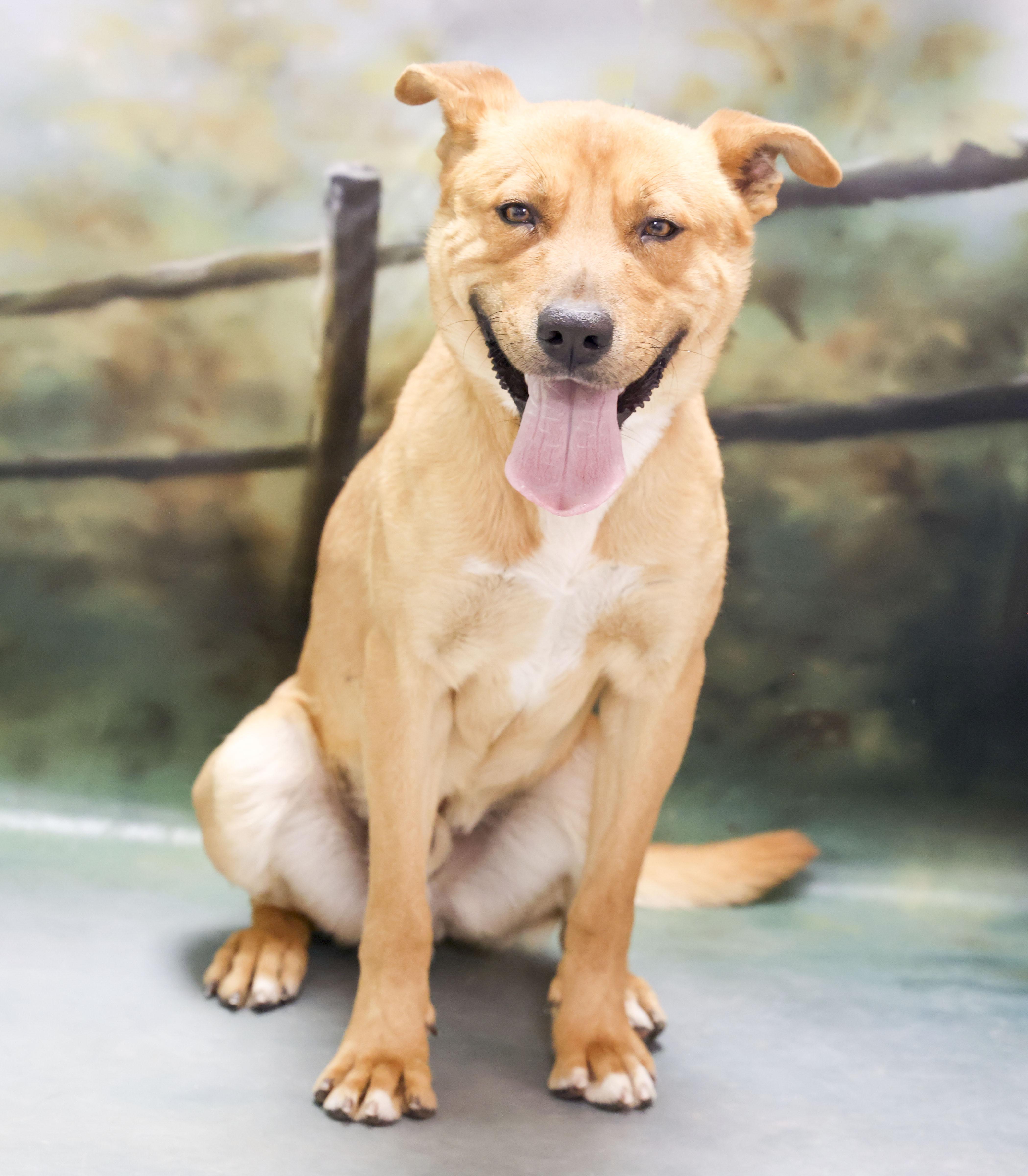 Jinx, a Adoptable mixed breed in Casa Grande, AZ image 3/4