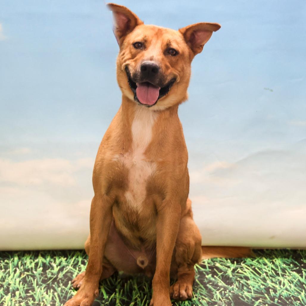 Jinx, Adoptable, Adult Male Shepherd & Mixed Breed.