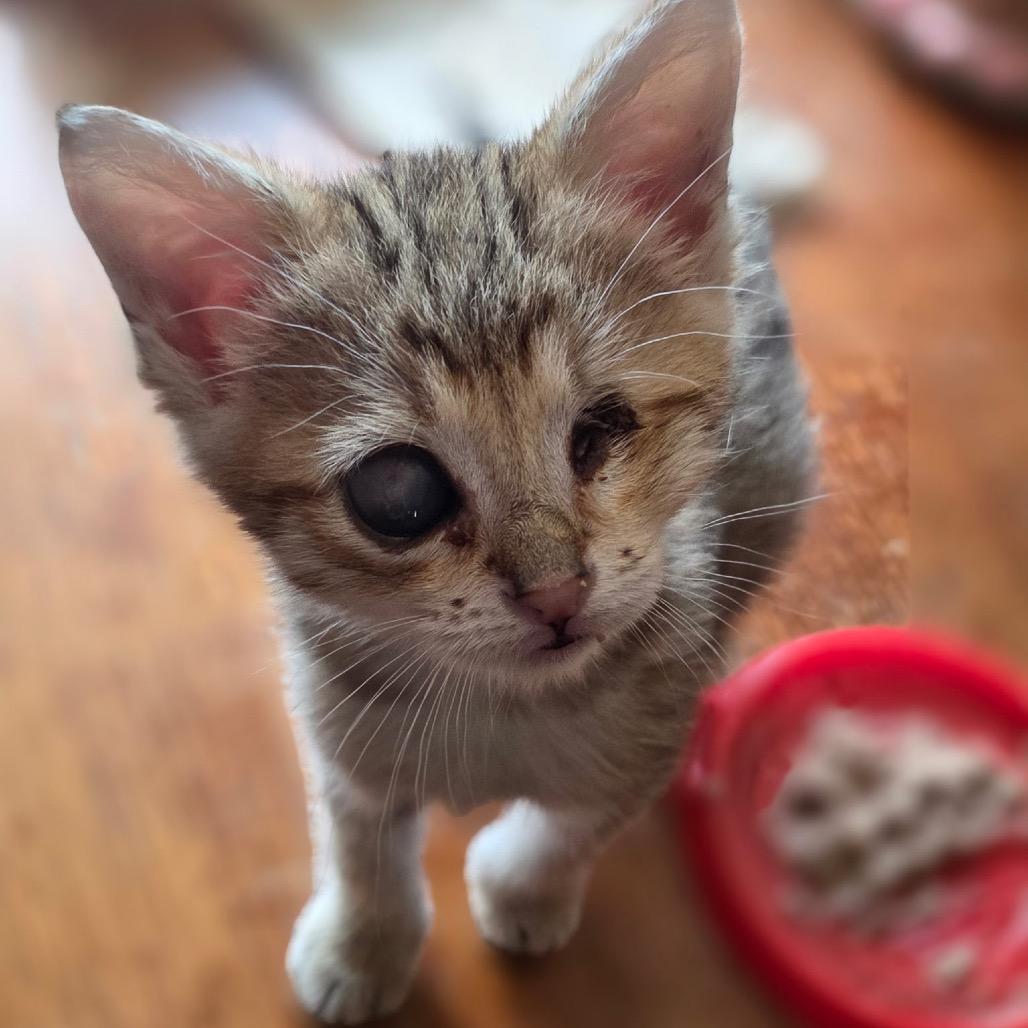 Bugzy, Adoptable, Kitten Female Domestic Short Hair.