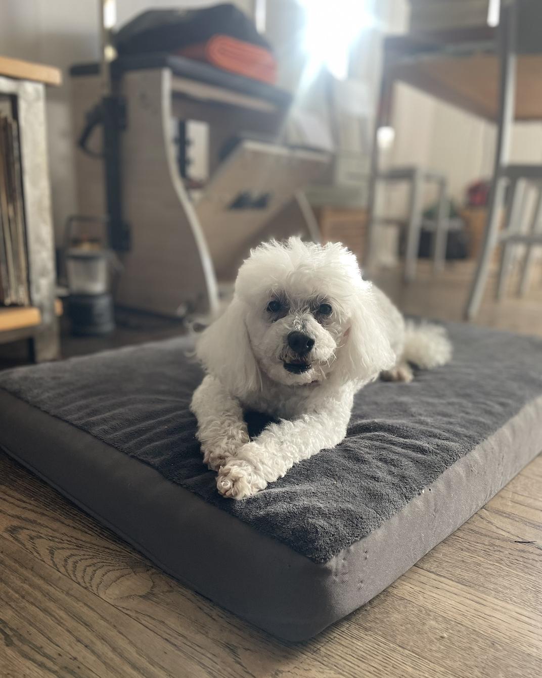 Snickers, a Adoptable Miniature Poodle in Los Angeles, CA image 2/2