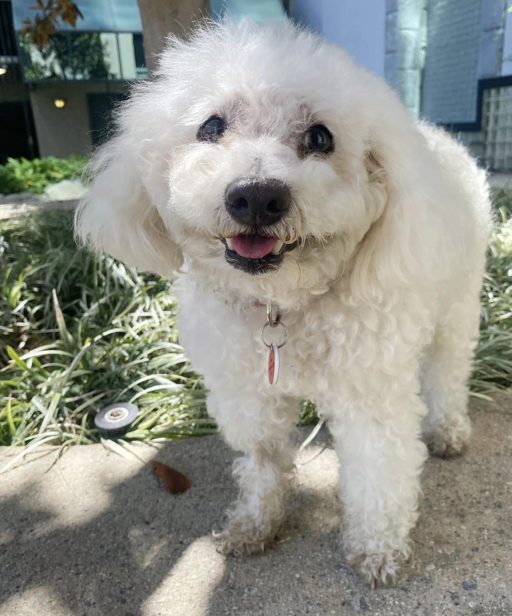 Snickers, a Adoptable Miniature Poodle in Los Angeles, CA image 1/2
