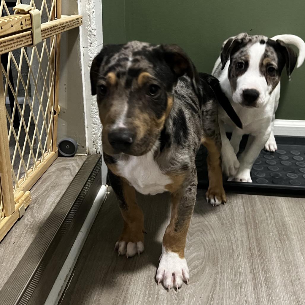 Coal, Adoptable, Puppy Male Australian Shepherd & Mixed Breed.