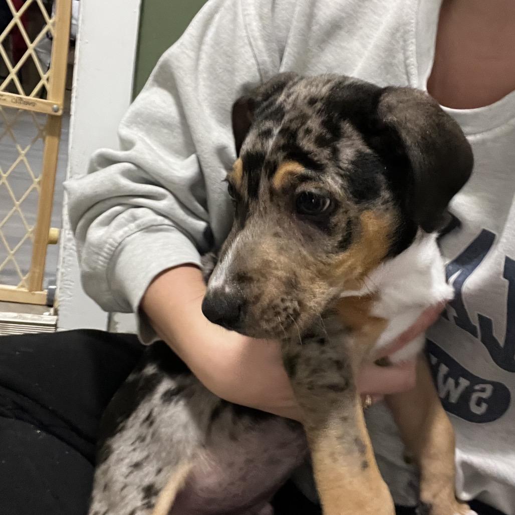 Enlarge Coal, a Adoptable mixed breed in Kokomo, IN image 2/3