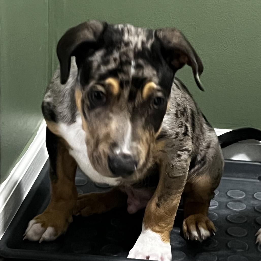 Enlarge Coal, a Adoptable mixed breed in Kokomo, IN image 3/3