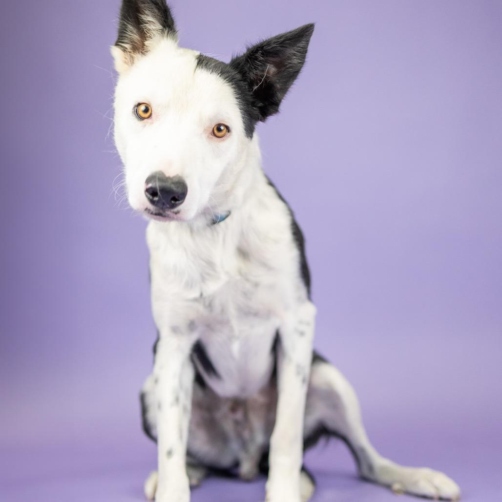 Tex, Adoptable, Adult Male Border Collie.