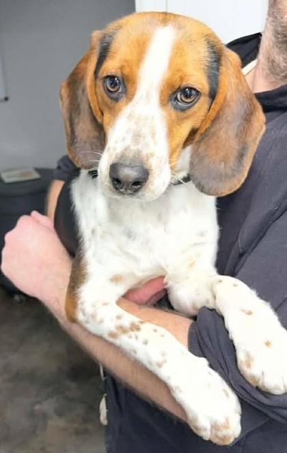 Enlarge Bowser, an adopted mixed breed in Munfordville, KY image 1/1