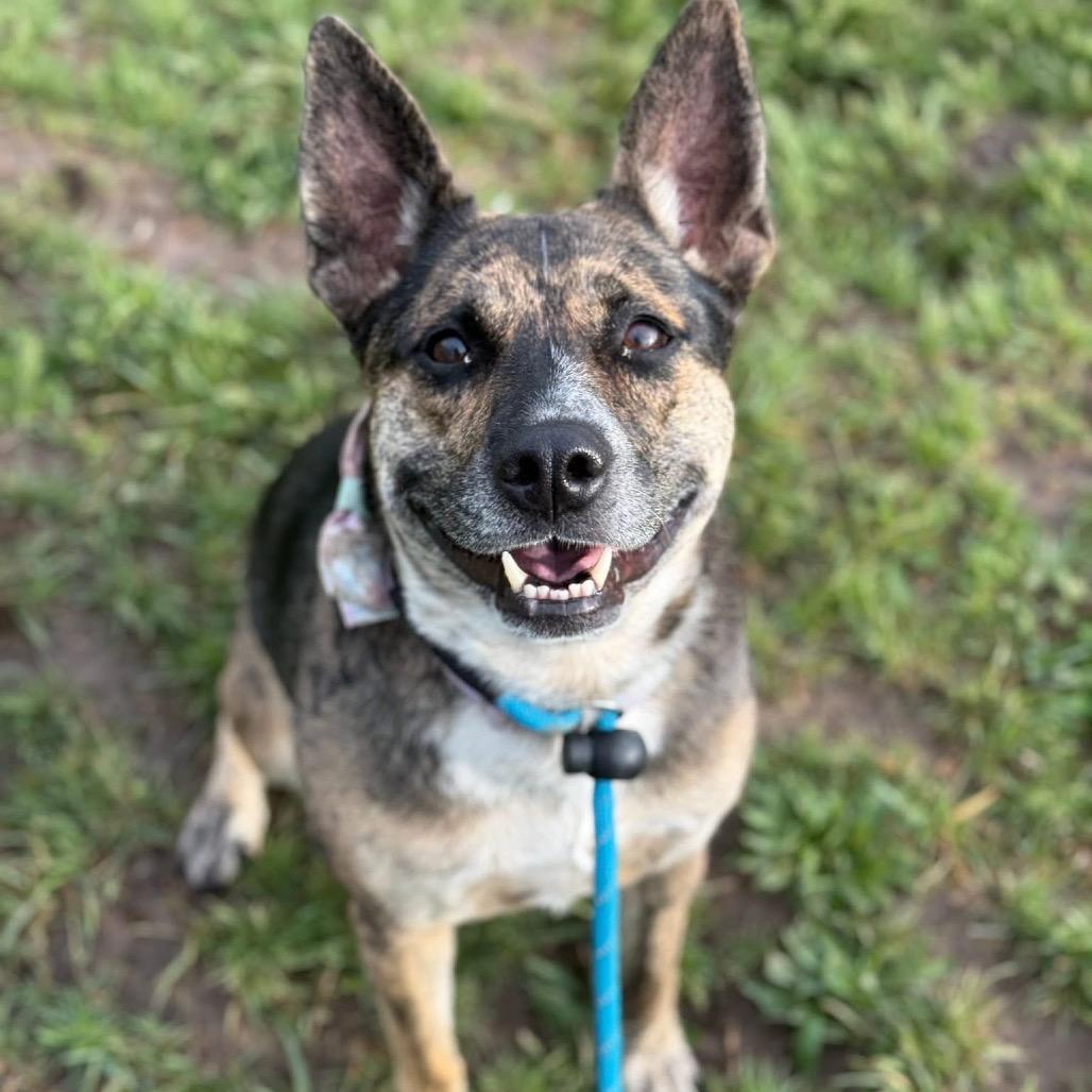 Kady (Cherri Pie), Adoptable, Adult Female Australian Cattle Dog / Blue Heeler & Catahoula Leopard Dog.