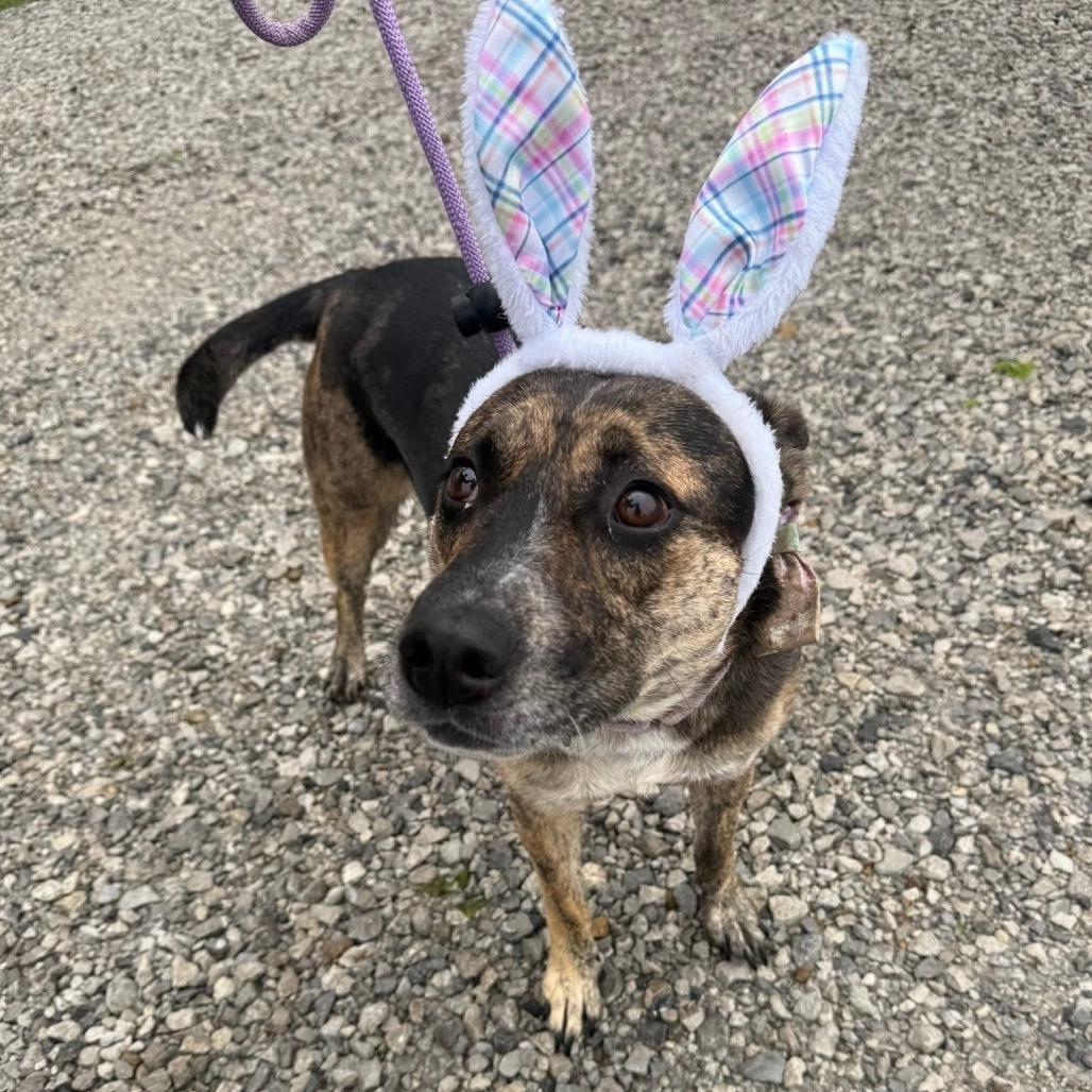 Kady (Cherri Pie), a Adoptable mixed breed in Spring Hill, KS image 2/6