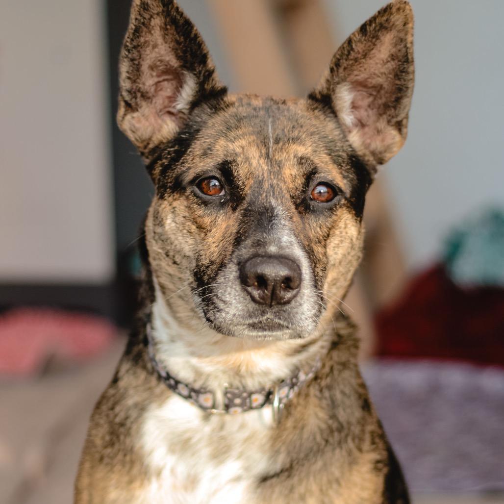 Enlarge Kady (Cherri Pie), a Adoptable mixed breed in Spring Hill, KS image 3/6