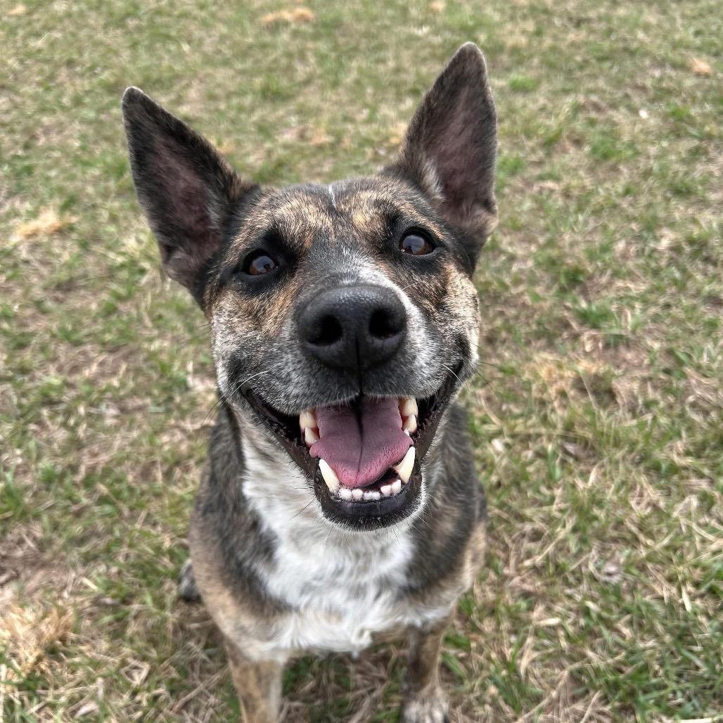 Kady (Cherri Pie), a Adoptable mixed breed in Spring Hill, KS image 3/6