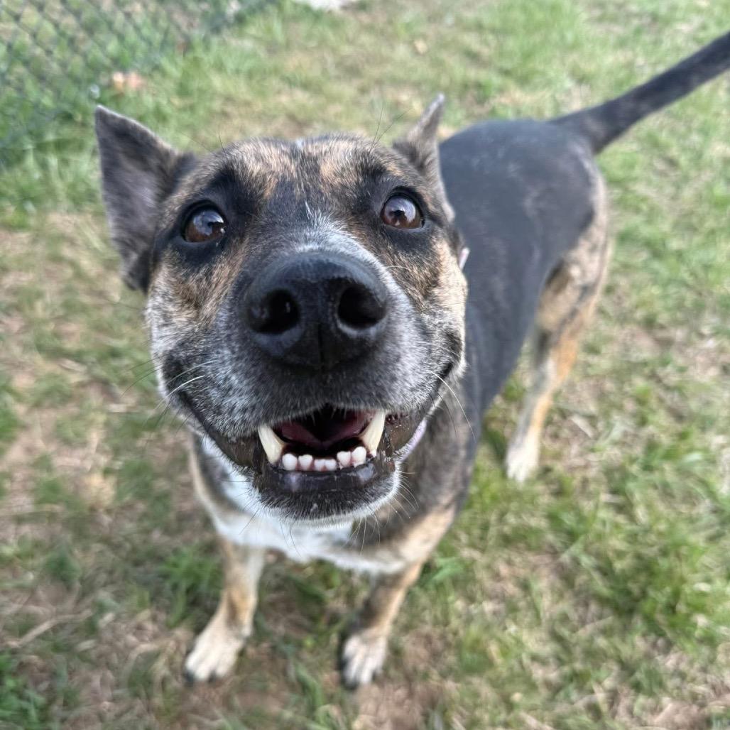 Kady (Cherri Pie), a Adoptable mixed breed in Spring Hill, KS image 4/6