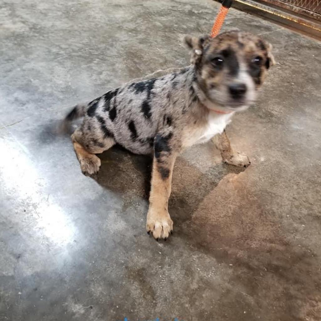 Kady (Cherri Pie), a Adoptable mixed breed in Spring Hill, KS image 5/6