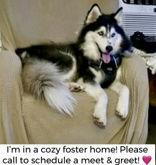 Zephyr, Adoptable, Adult Female Husky.