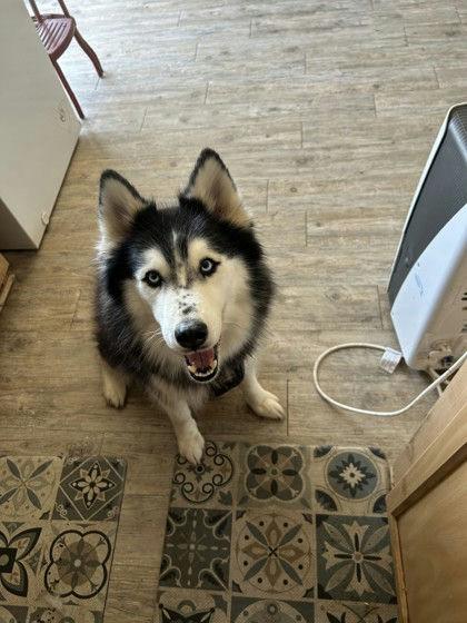 Enlarge Zephyr, a Adoptable Husky in Denton, TX image 2/4