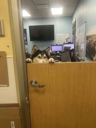 Enlarge Zephyr, a Adoptable Husky in Denton, TX image 3/4
