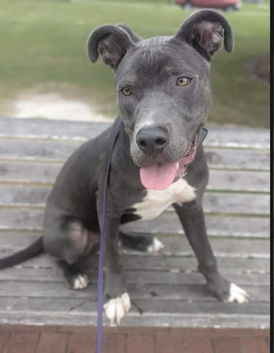 Enlarge Dobby, a Adoptable mixed breed in Vanceboro , NC image 4/5