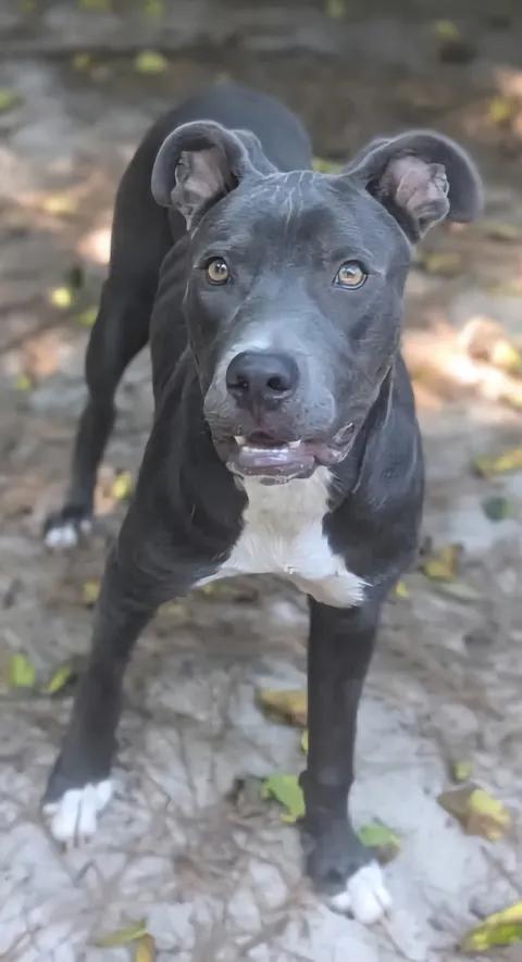 Enlarge Dobby, a Adoptable mixed breed in Vanceboro , NC image 5/5