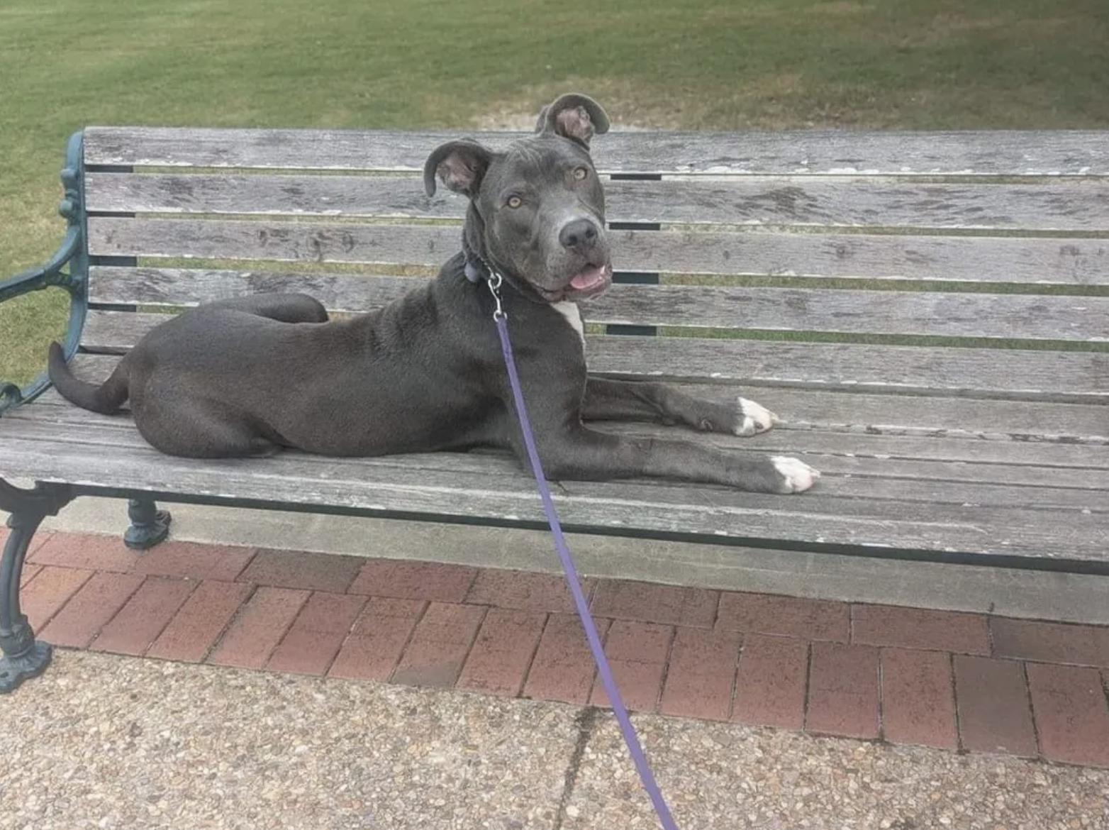 Enlarge Dobby, a Adoptable mixed breed in Vanceboro , NC image 3/5