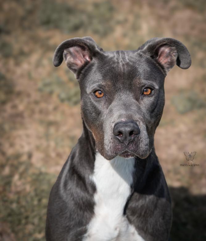 Enlarge Dobby, a Adoptable mixed breed in Vanceboro , NC image 1/5