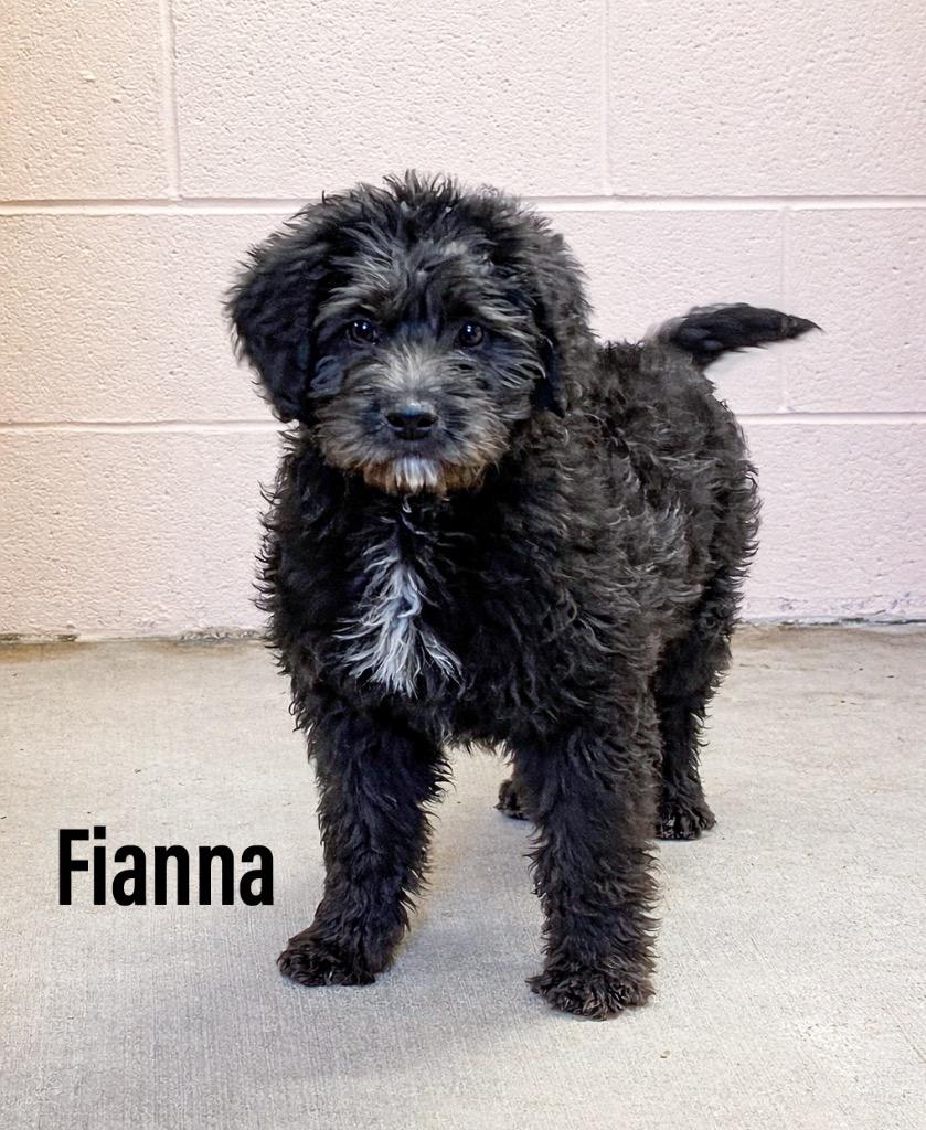 Enlarge Fianna, a Adoptable mixed breed in Clearfield, KY image 1/1