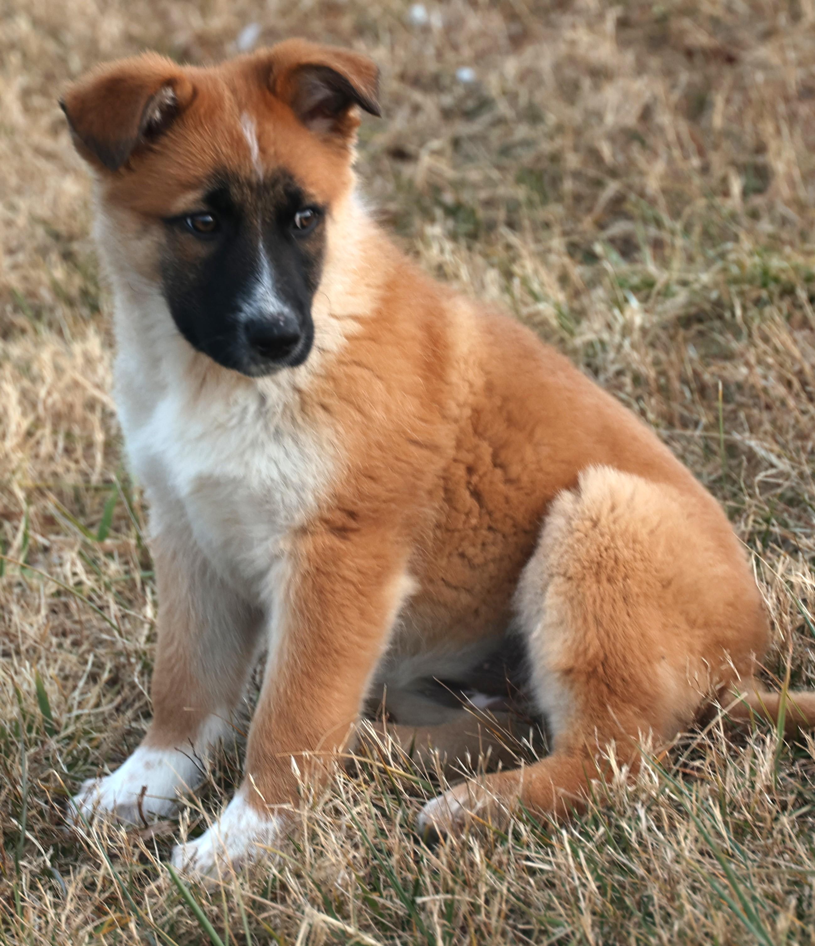 Enlarge Bailey-Pending! , an adoptable mixed breed in Frederick, MD image 3/6