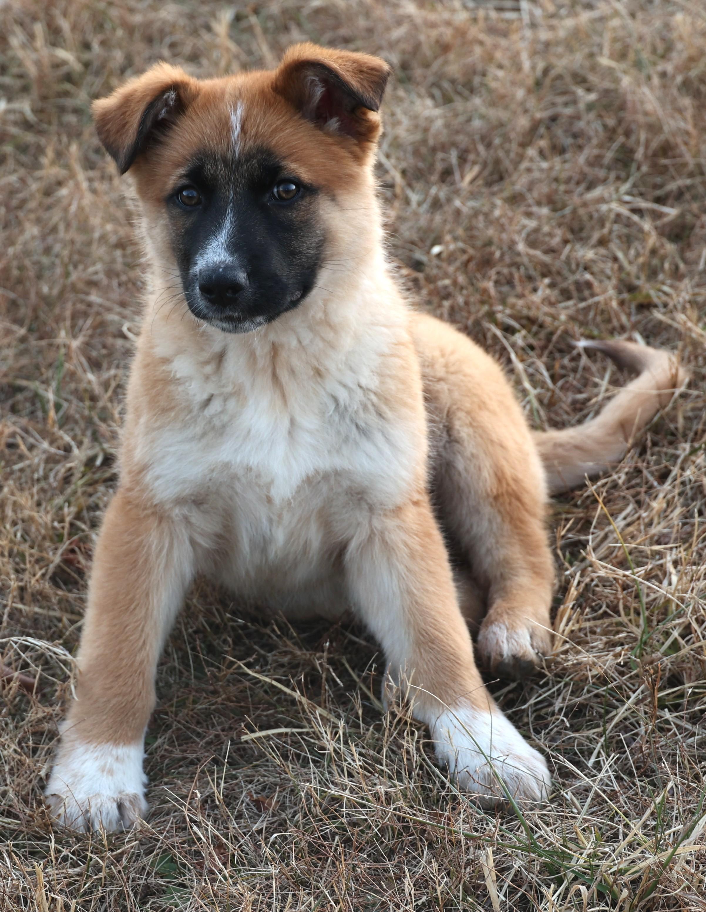 Enlarge Bailey-Pending! , an adoptable mixed breed in Frederick, MD image 2/6