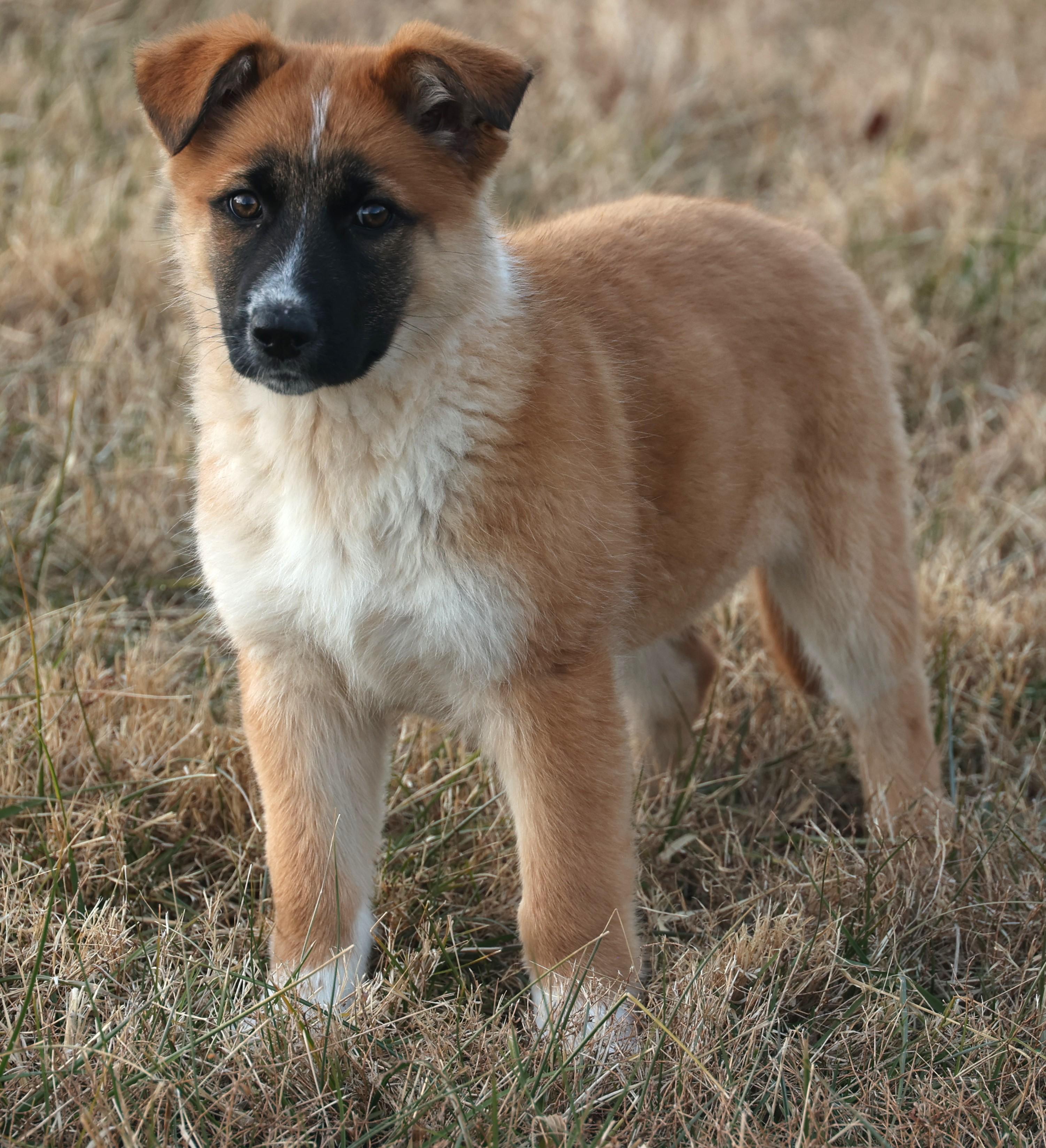 Enlarge Bailey-Pending! , an adoptable mixed breed in Frederick, MD image 4/6