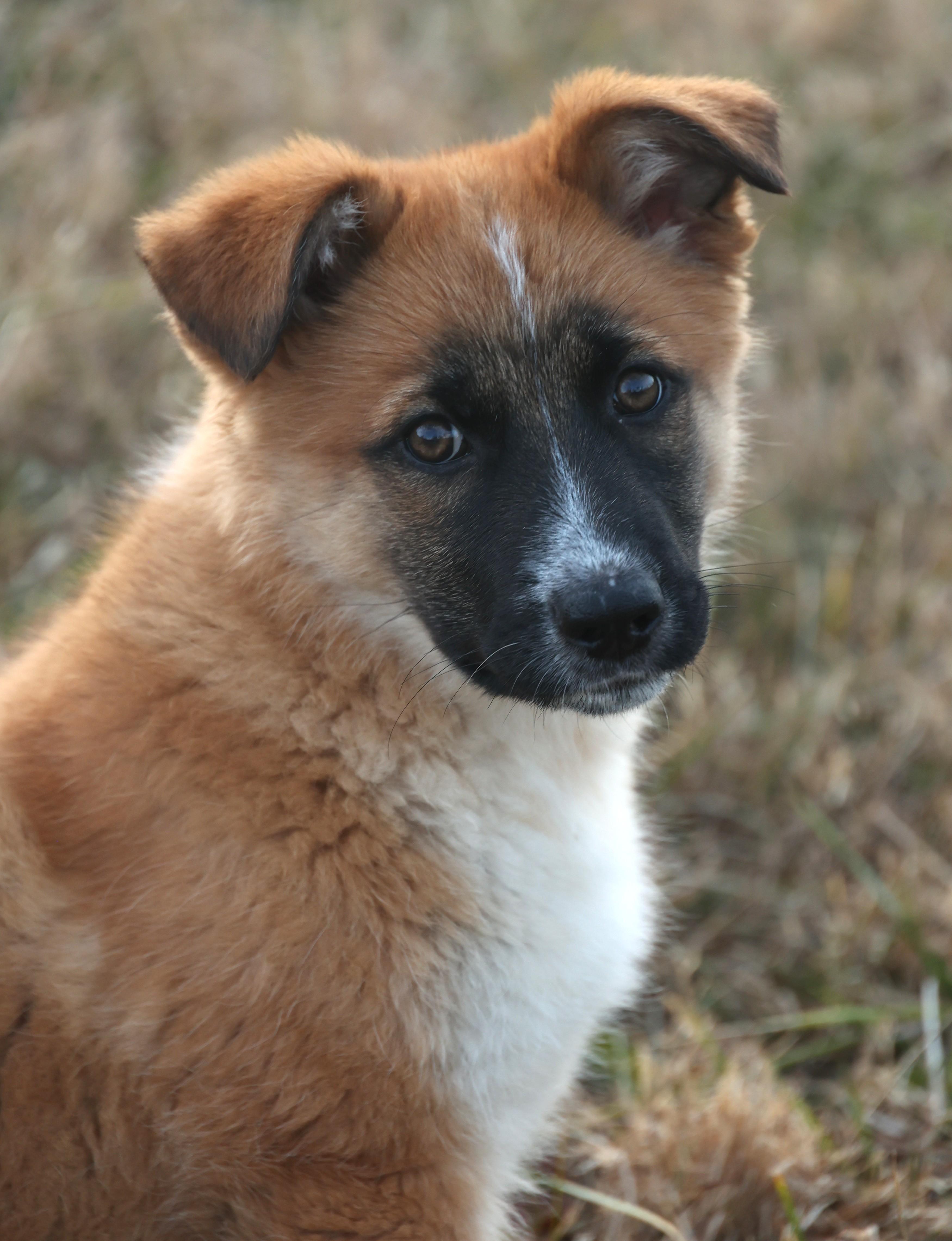 Enlarge Bailey-Pending! , an adoptable mixed breed in Frederick, MD image 1/6