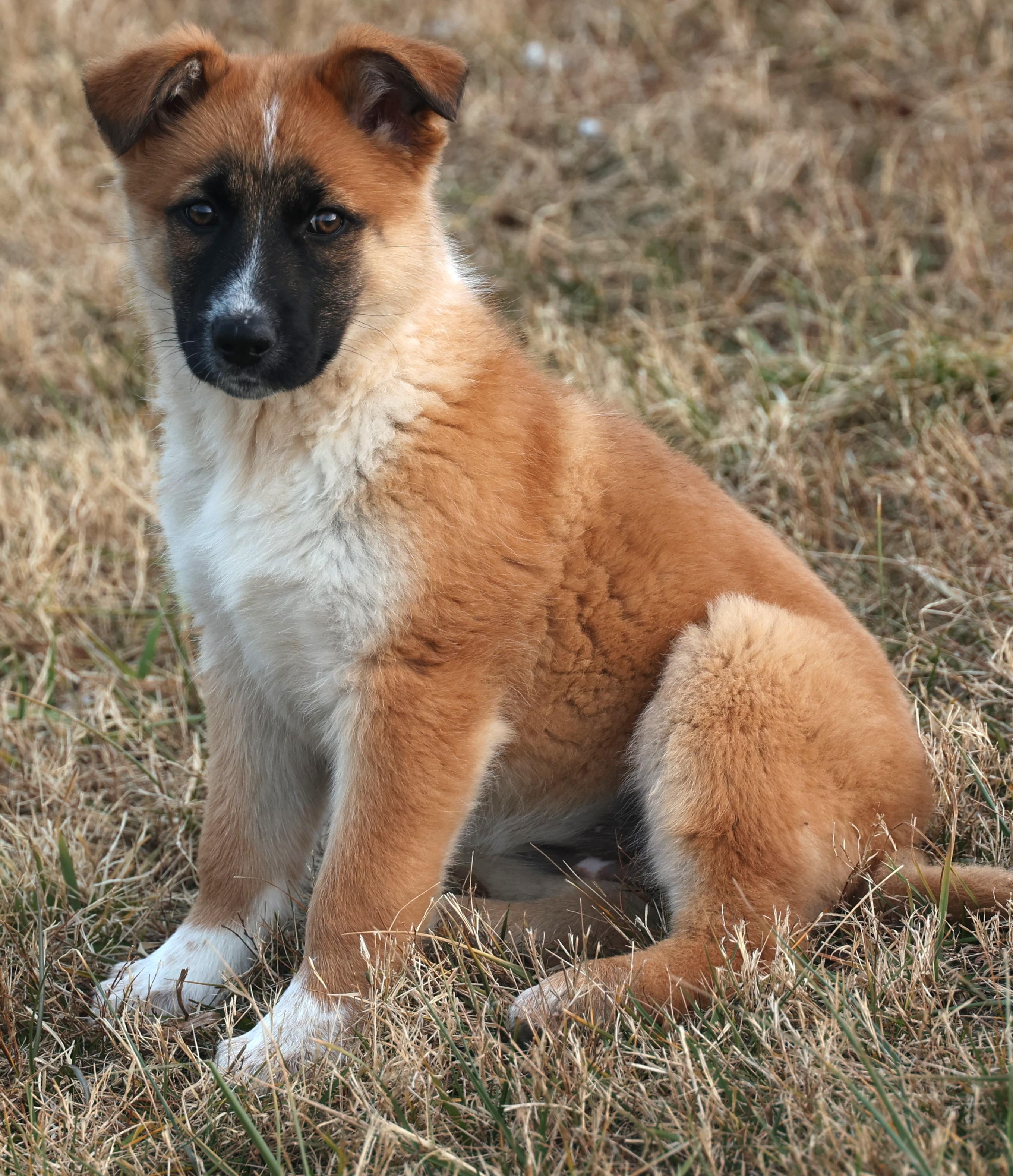 Enlarge Bailey-Pending! , an adoptable mixed breed in Frederick, MD image 6/6