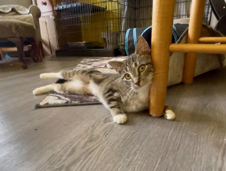 Clowder, Adoptable, Young Male Domestic Short Hair.